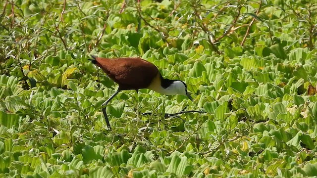 Jacana à poitrine dorée - ML351860211