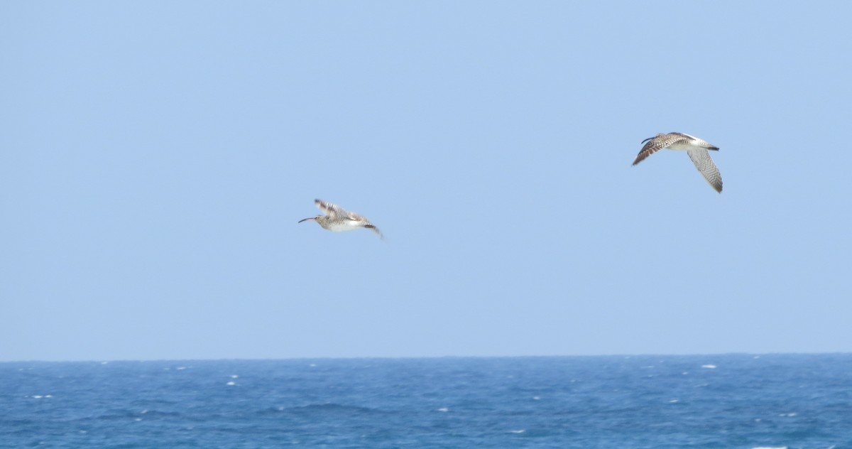 Regenbrachvogel (phaeopus) - ML351860491