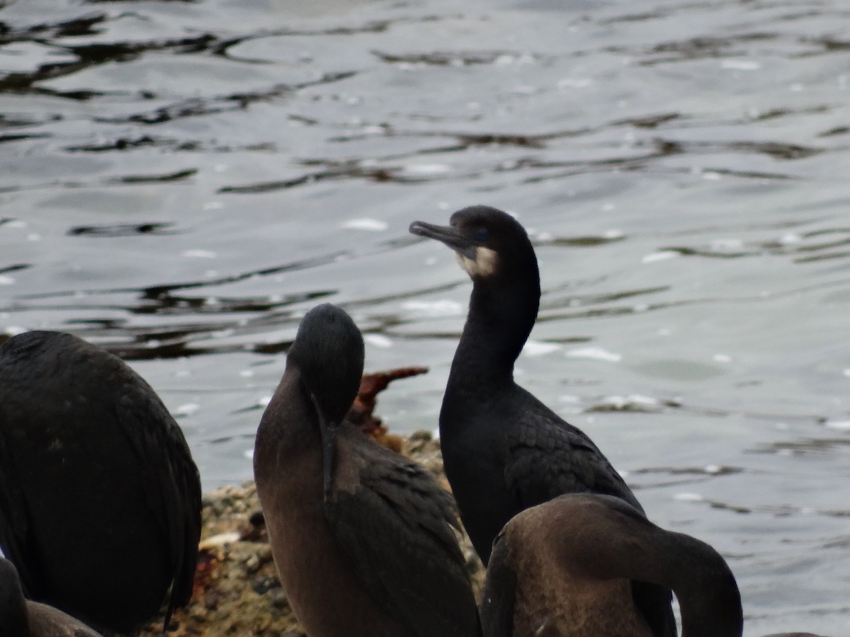 Brandt's Cormorant - Janine McCabe