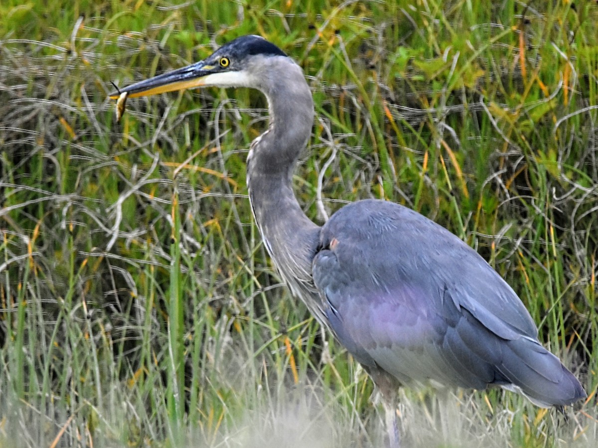 Great Blue Heron - ML351860841