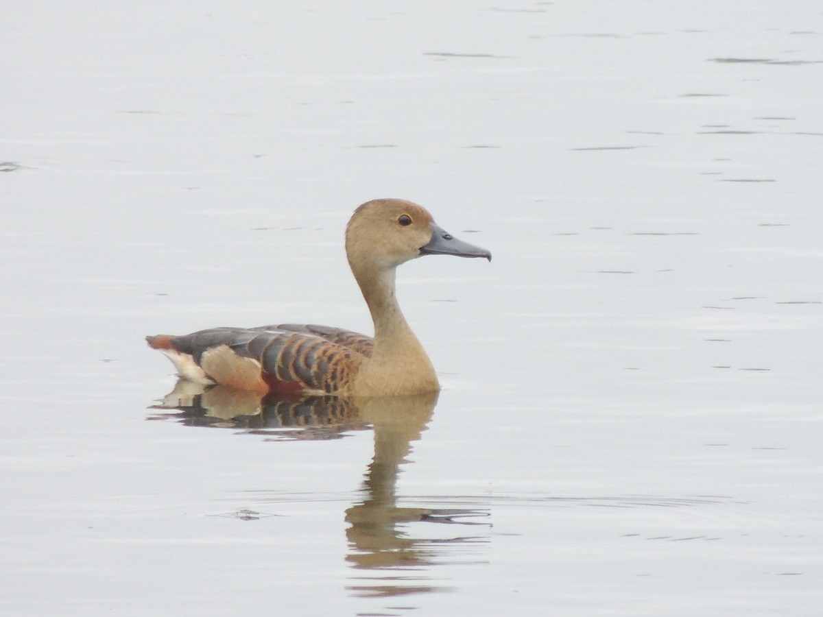 Lesser Whistling-Duck - ML351861941