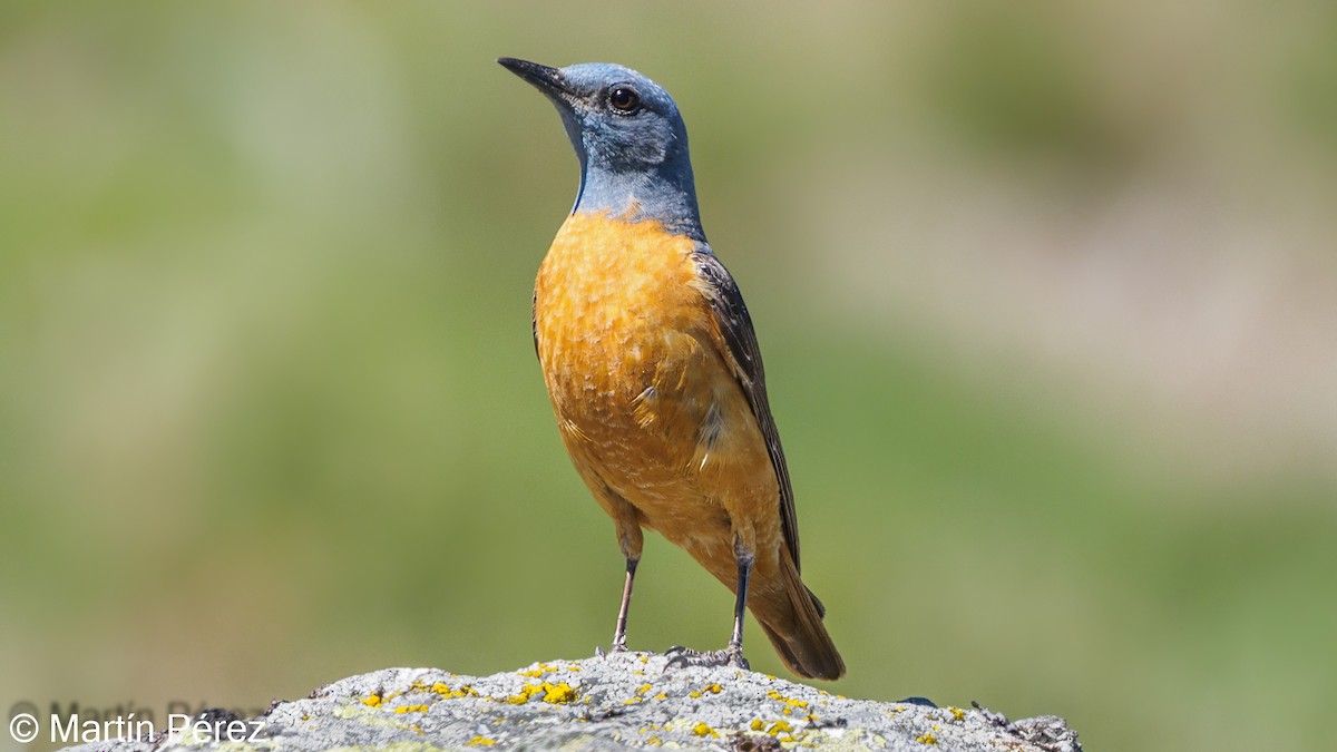 Rufous-tailed Rock-Thrush - ML351862071