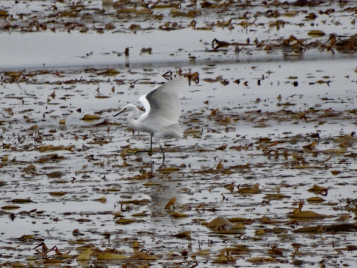 Snowy Egret - ML35186211