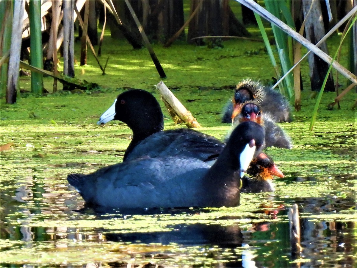 American Coot - ML351862341