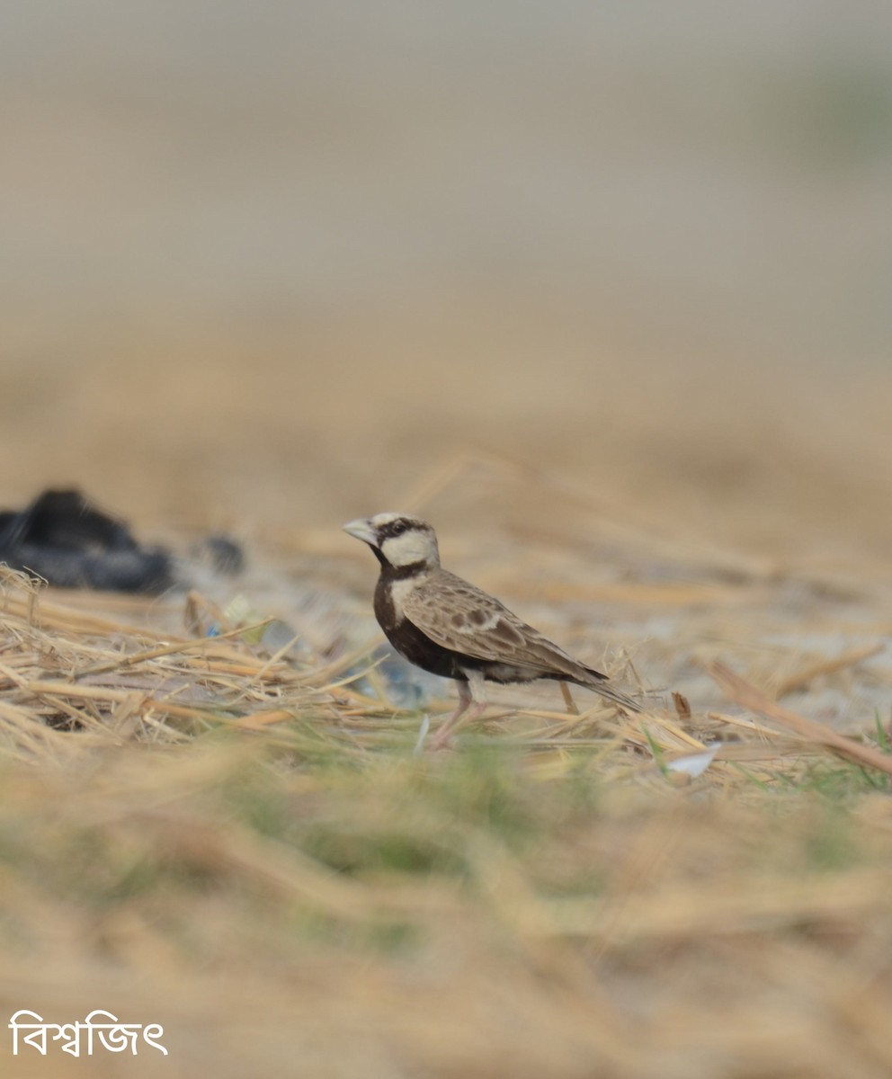 Ashy-crowned Sparrow-Lark - biswajit singha