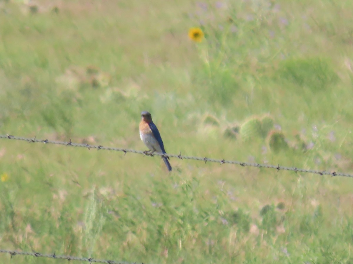 Eastern Bluebird - ML351863551