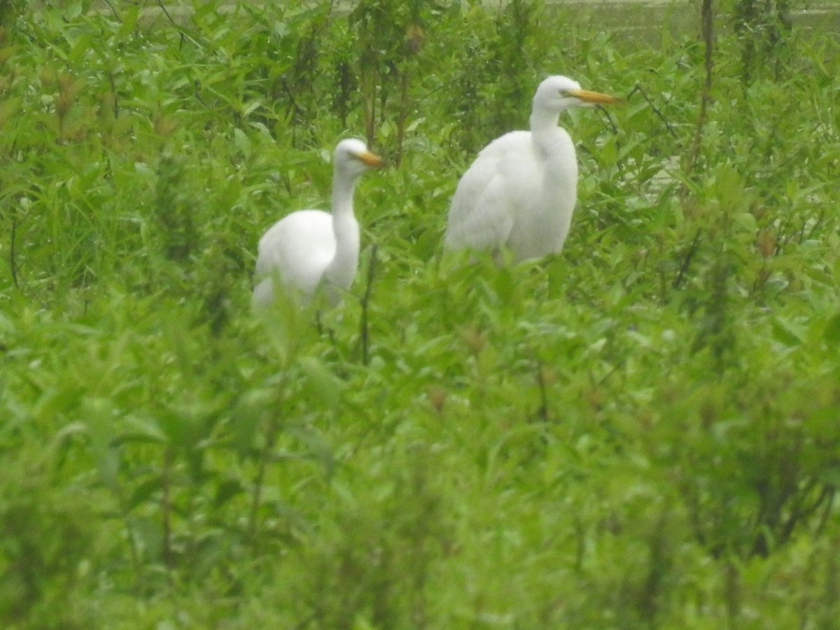 Great Egret - ML351863621