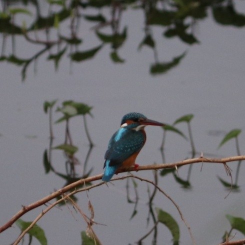 Common Kingfisher - ML351864231