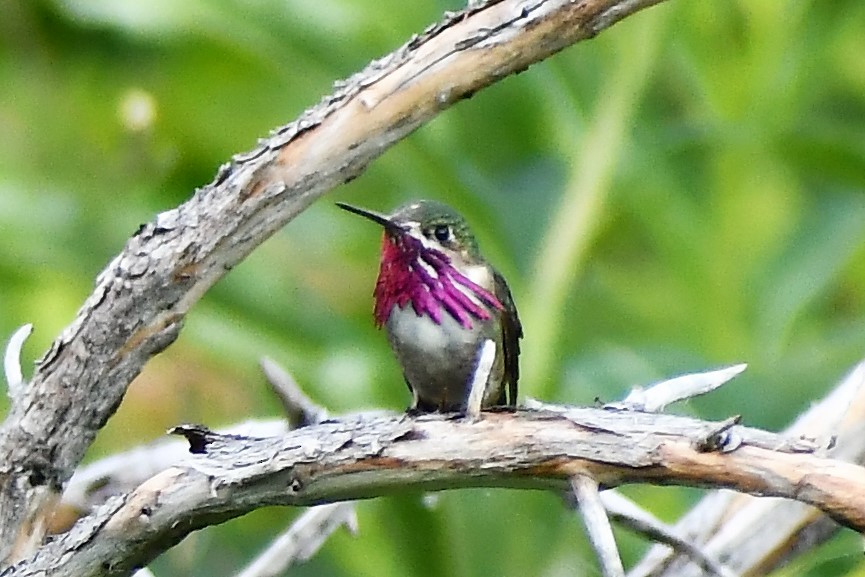 Calliope Hummingbird - ML351864691