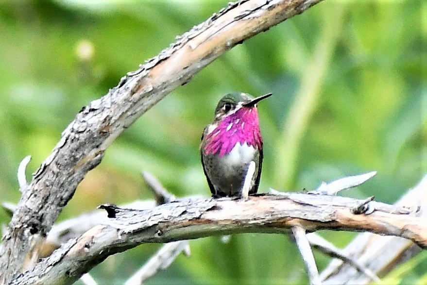 Calliope Hummingbird - ML351864701