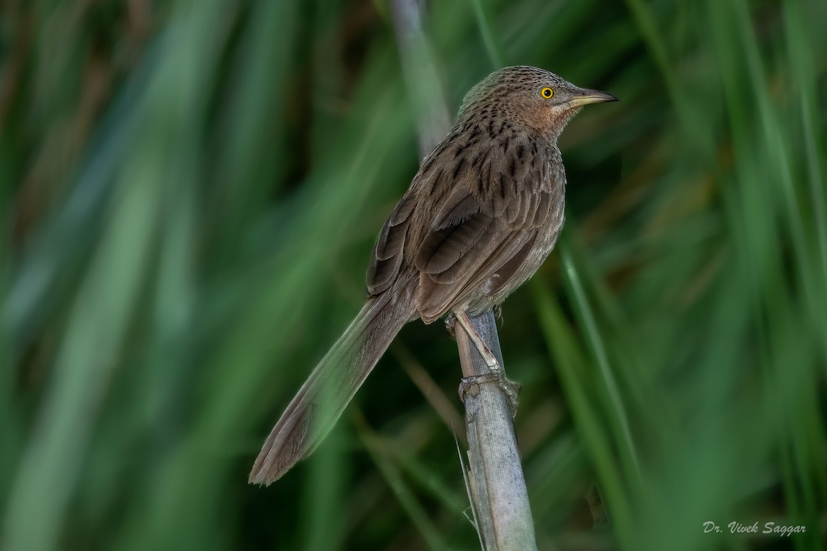 Striated Babbler - Vivek Saggar