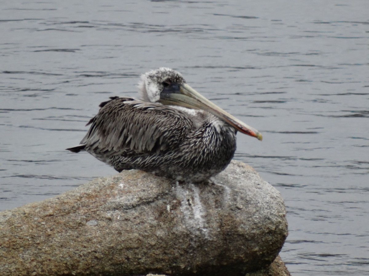 pelikán hnědý - ML35186511