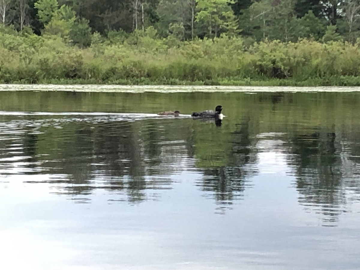 Common Loon - ML351865701