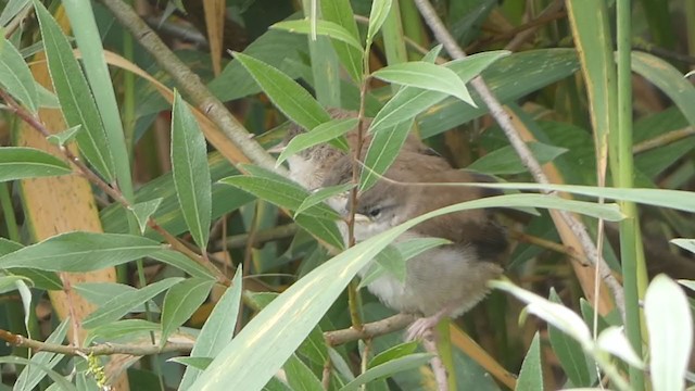 Cetti's Warbler - ML351867981