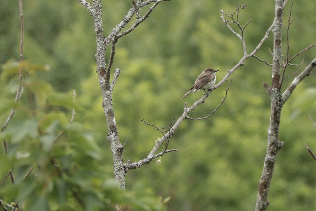 Eastern Phoebe - ML351869111