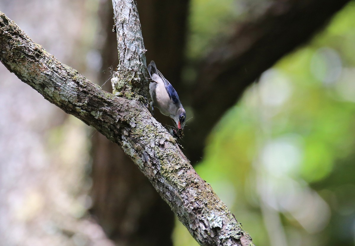 Velvet-fronted Nuthatch - eakachai anuphab