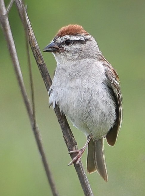 Chipping Sparrow - Lori Blanc