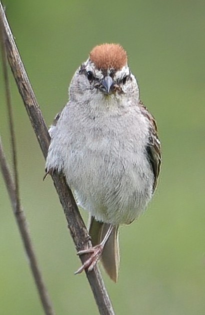 Chipping Sparrow - Lori Blanc
