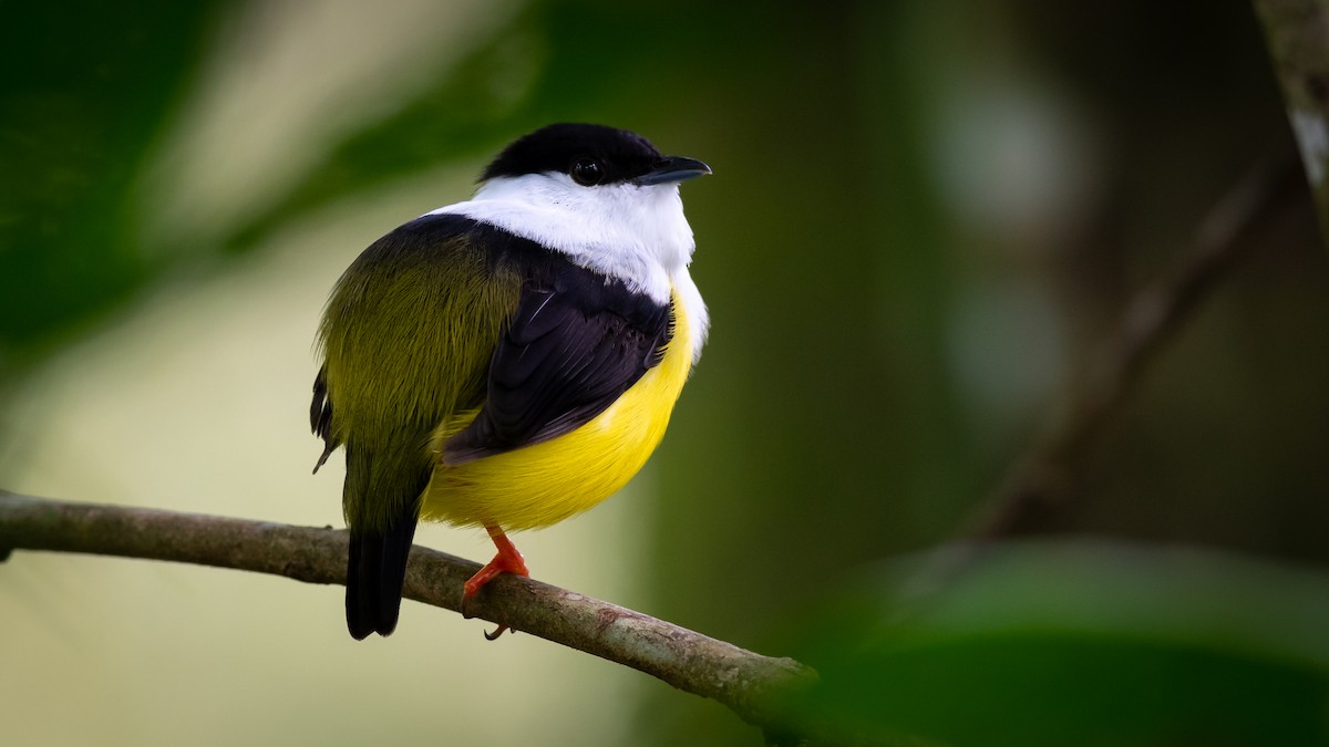 White-collared Manakin - ML351872491