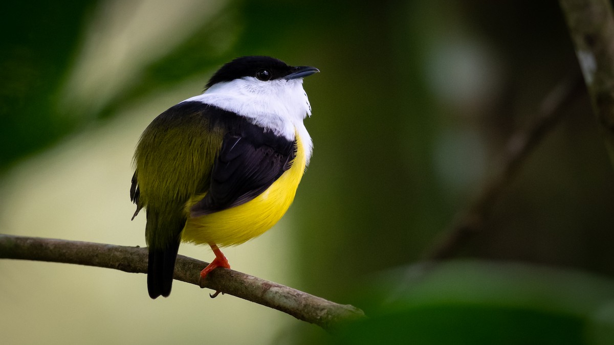 White-collared Manakin - ML351872501