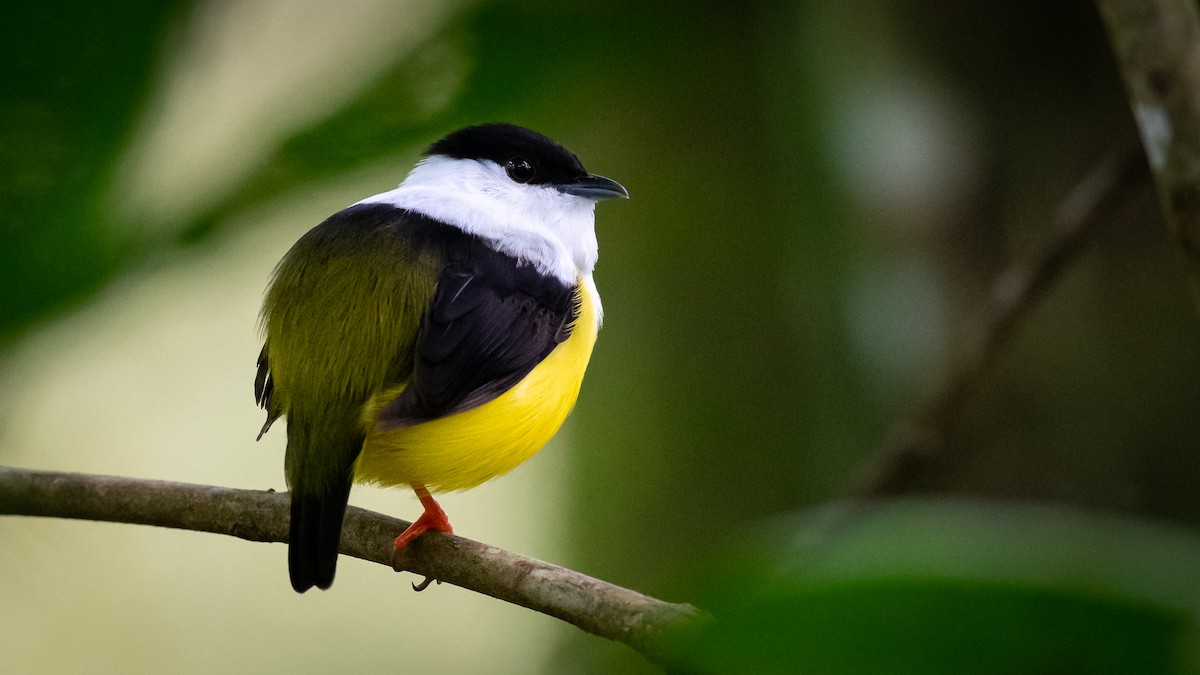 White-collared Manakin - ML351872511