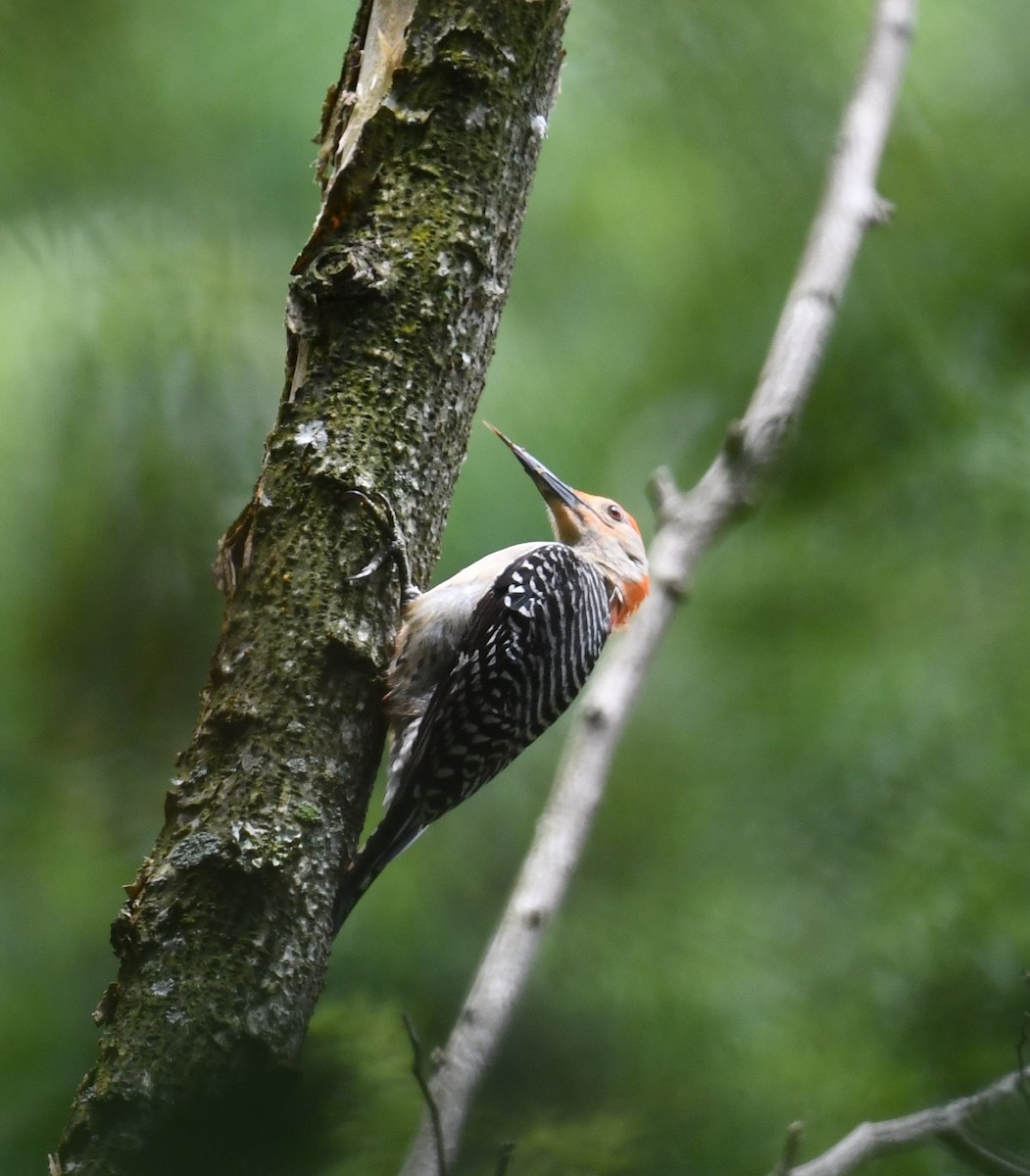 Red-bellied Woodpecker - ML351873421