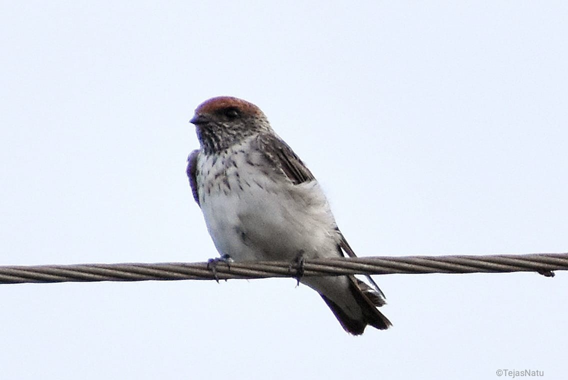 Streak-throated Swallow - ML351873981