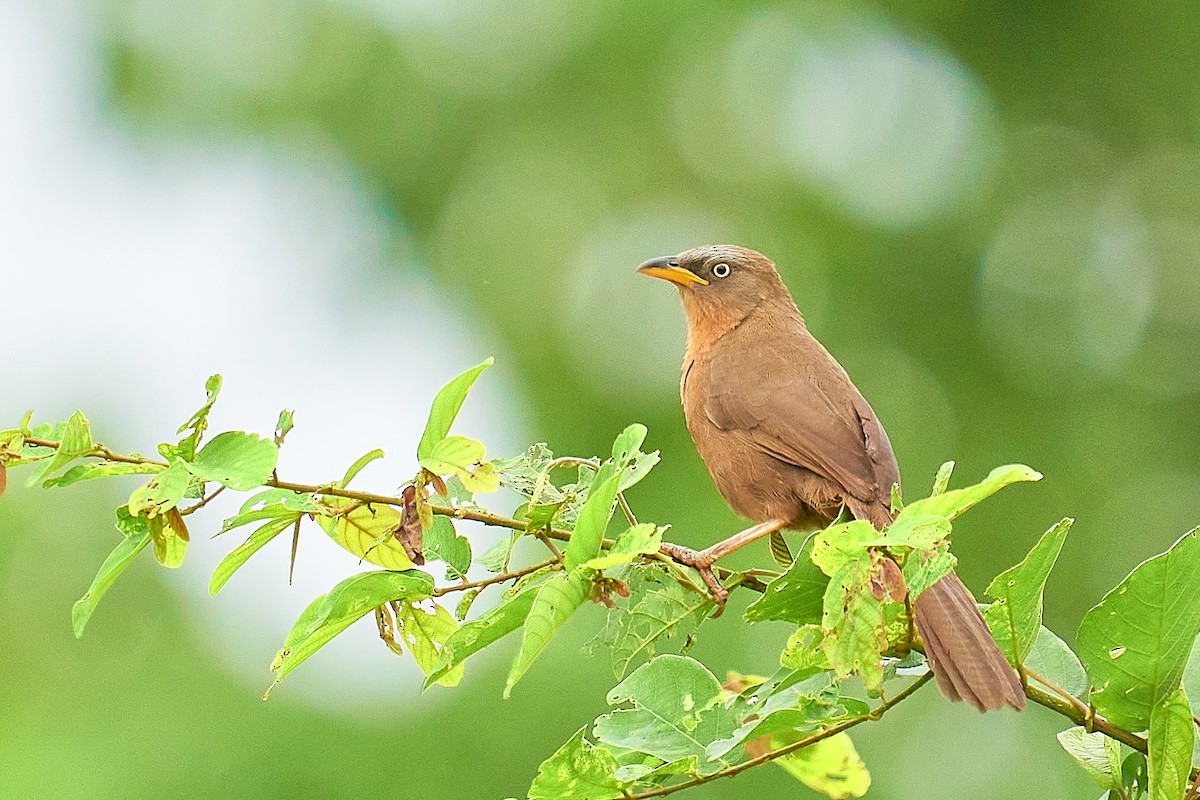Rufous Babbler - ML351874601