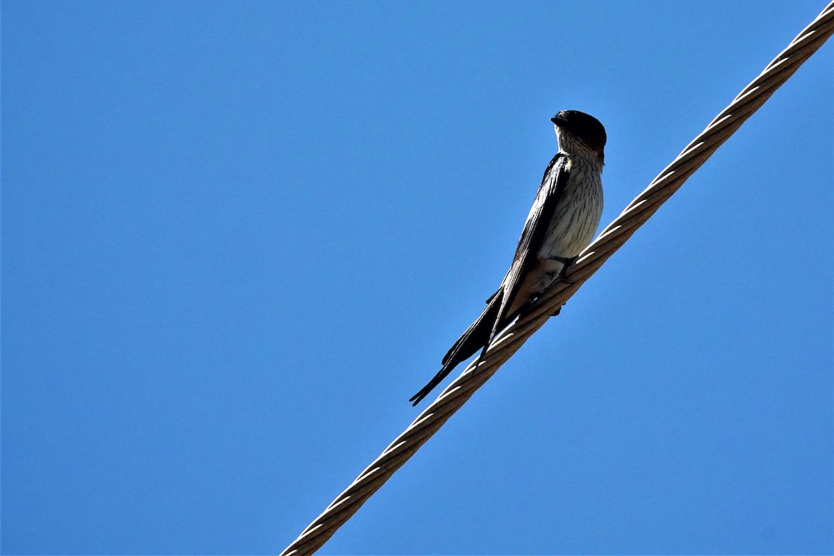 Golondrina Dáurica - ML351879281