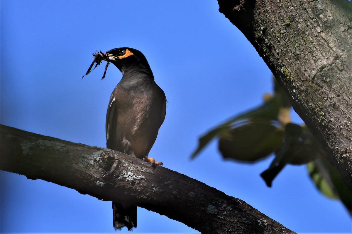 Common Myna - ML351879471