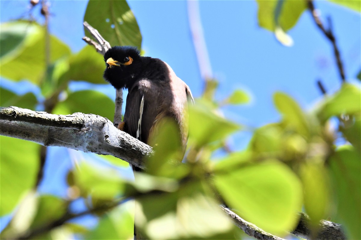 Common Myna - ML351879481