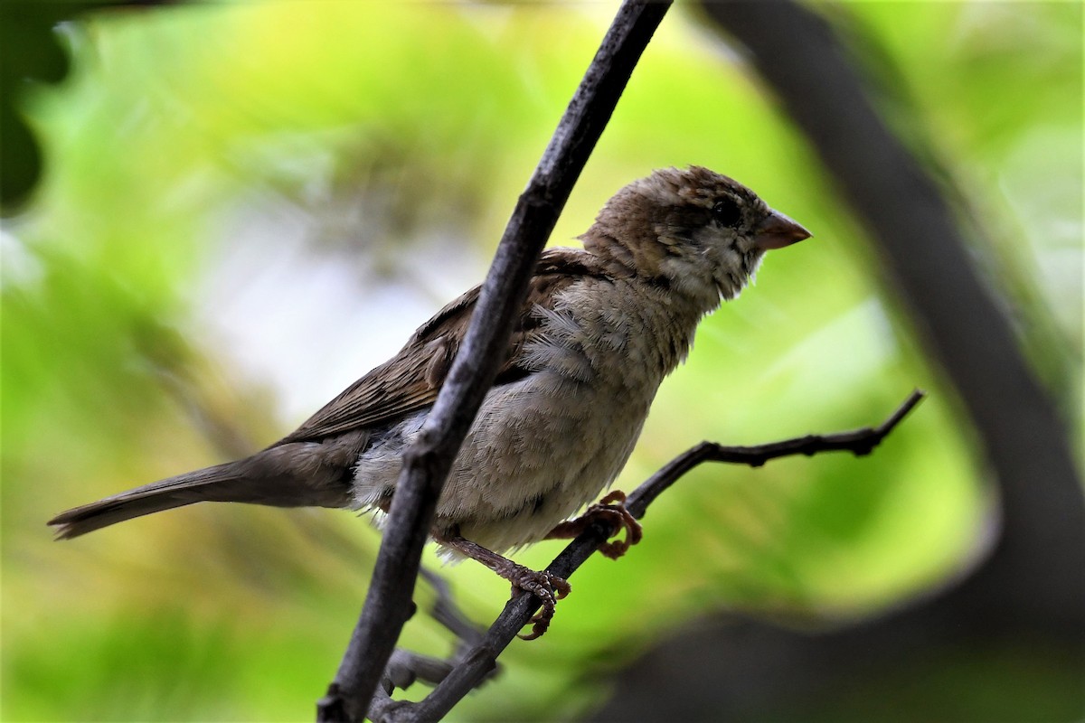 House Sparrow - Venkatesh VT