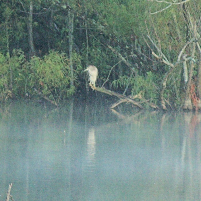 Black-crowned Night Heron - ML351879751
