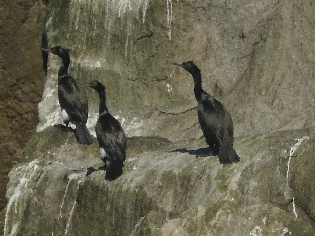 cormorant sp. - Merryl Edelstein