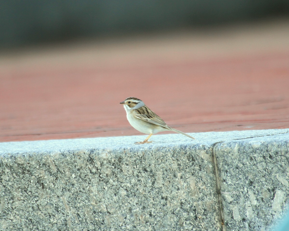 Clay-colored Sparrow - Pierre Howard