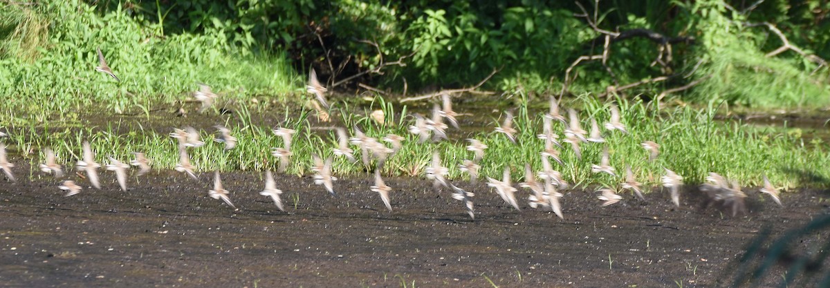 Calidris sp. (peep sp.) - ML35188411