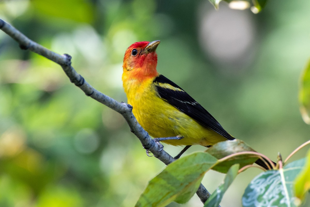 Western Tanager - ML351884751