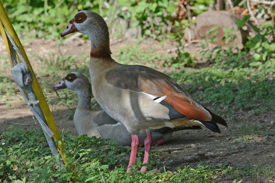 Egyptian Goose - ML351884831