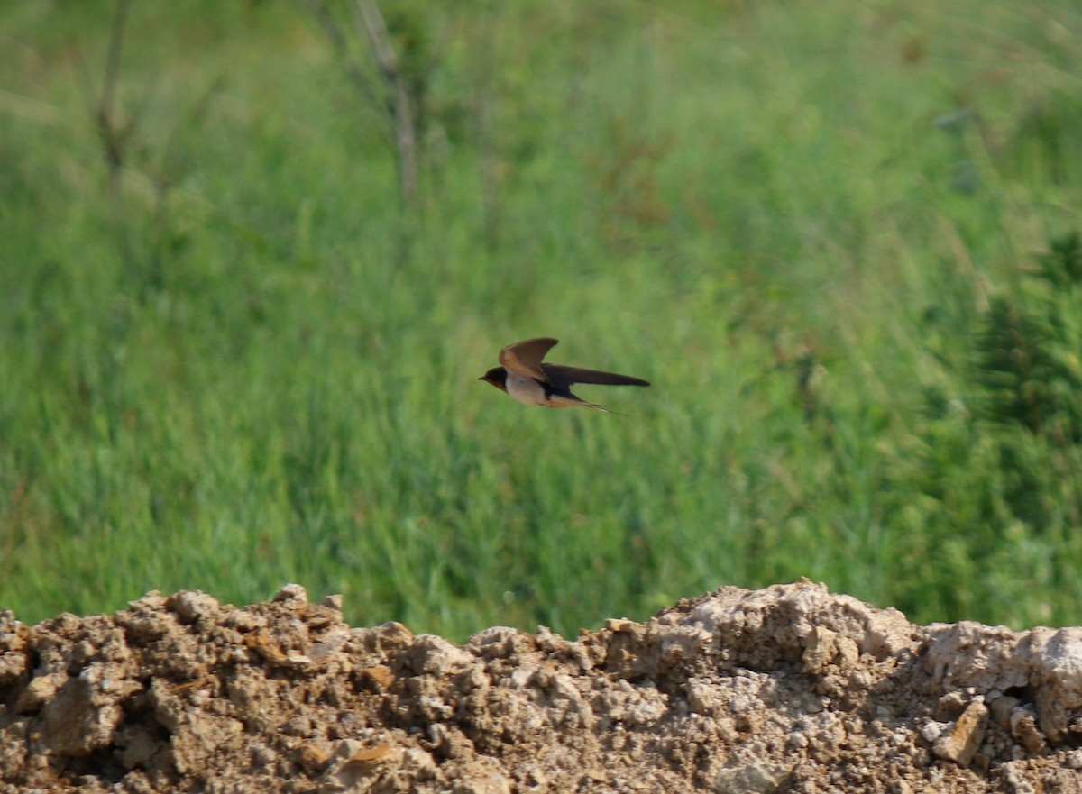 Barn Swallow - ML351885741