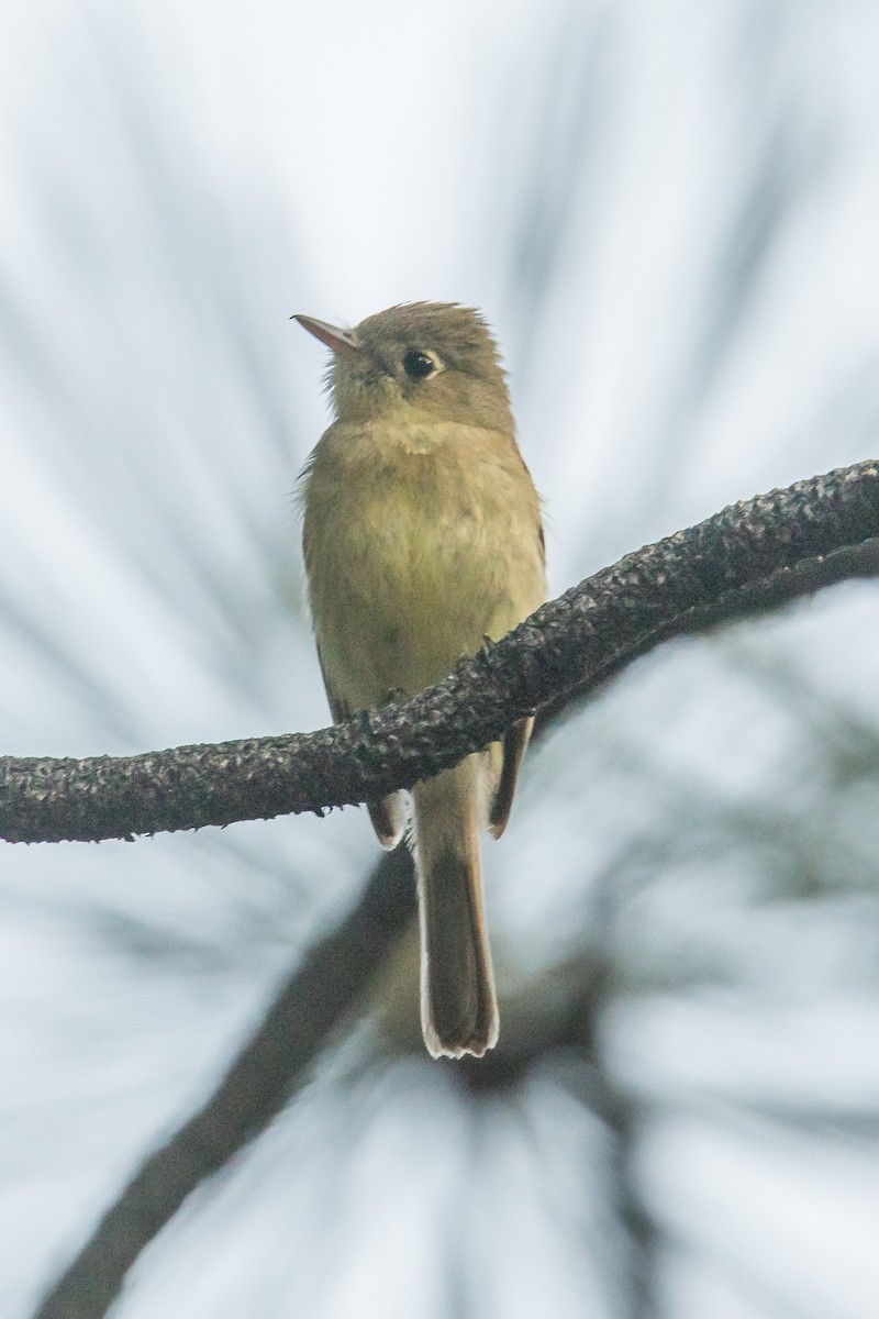 Western Flycatcher (Pacific-slope) - ML351888011