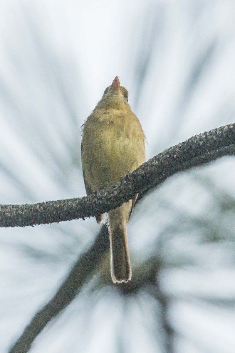 Western Flycatcher (Pacific-slope) - ML351888021