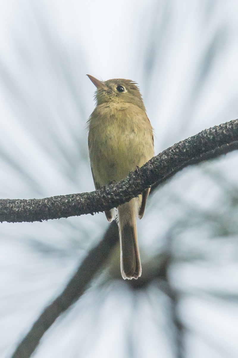 Western Flycatcher (Pacific-slope) - ML351888031