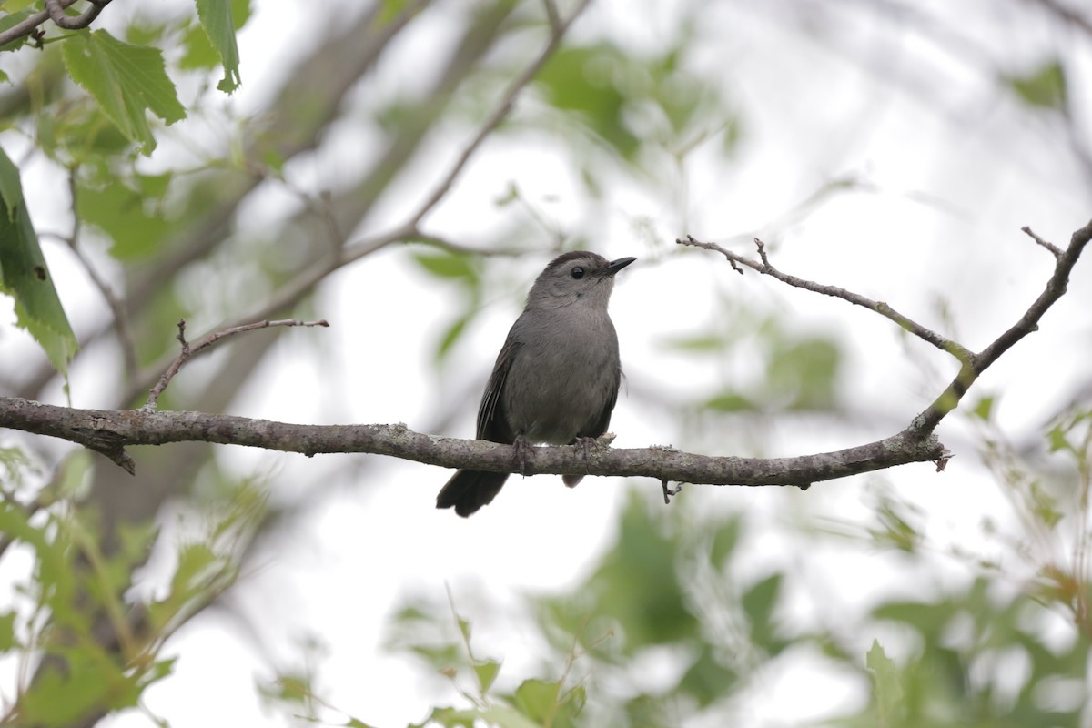 Gray Catbird - ML351889361