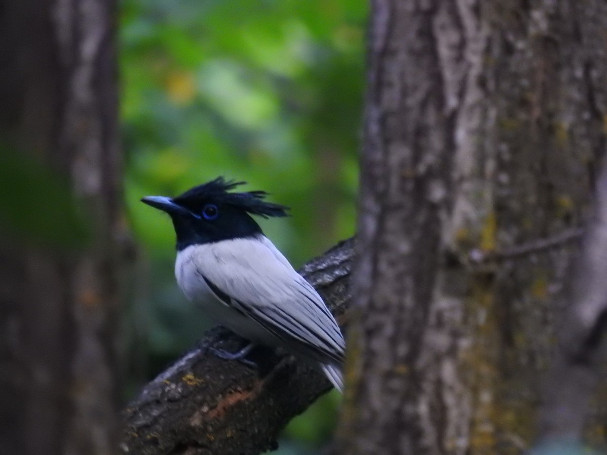 Indian Paradise-Flycatcher - ML351890141