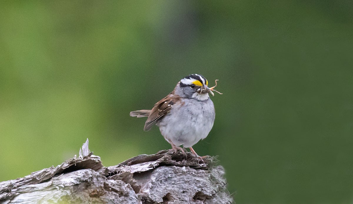 White-throated Sparrow - ML351892121