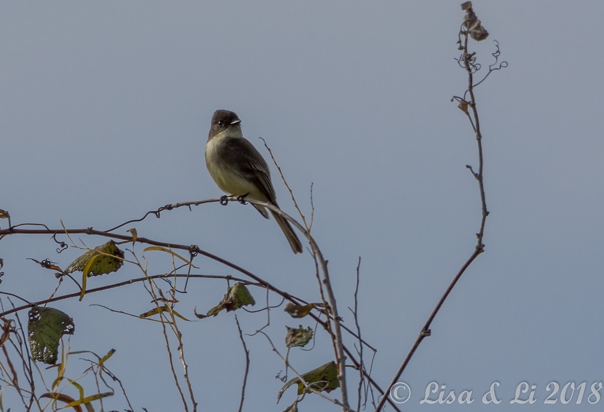 Eastern Phoebe - ML351892271