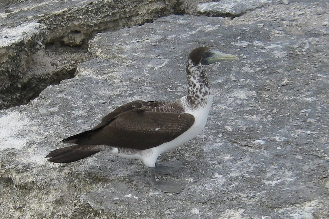 Masked Booby - ML35189301
