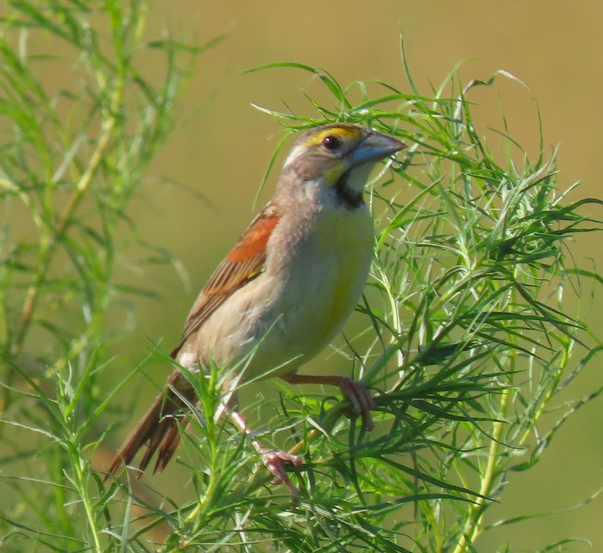 Dickcissel - Paul Bedell