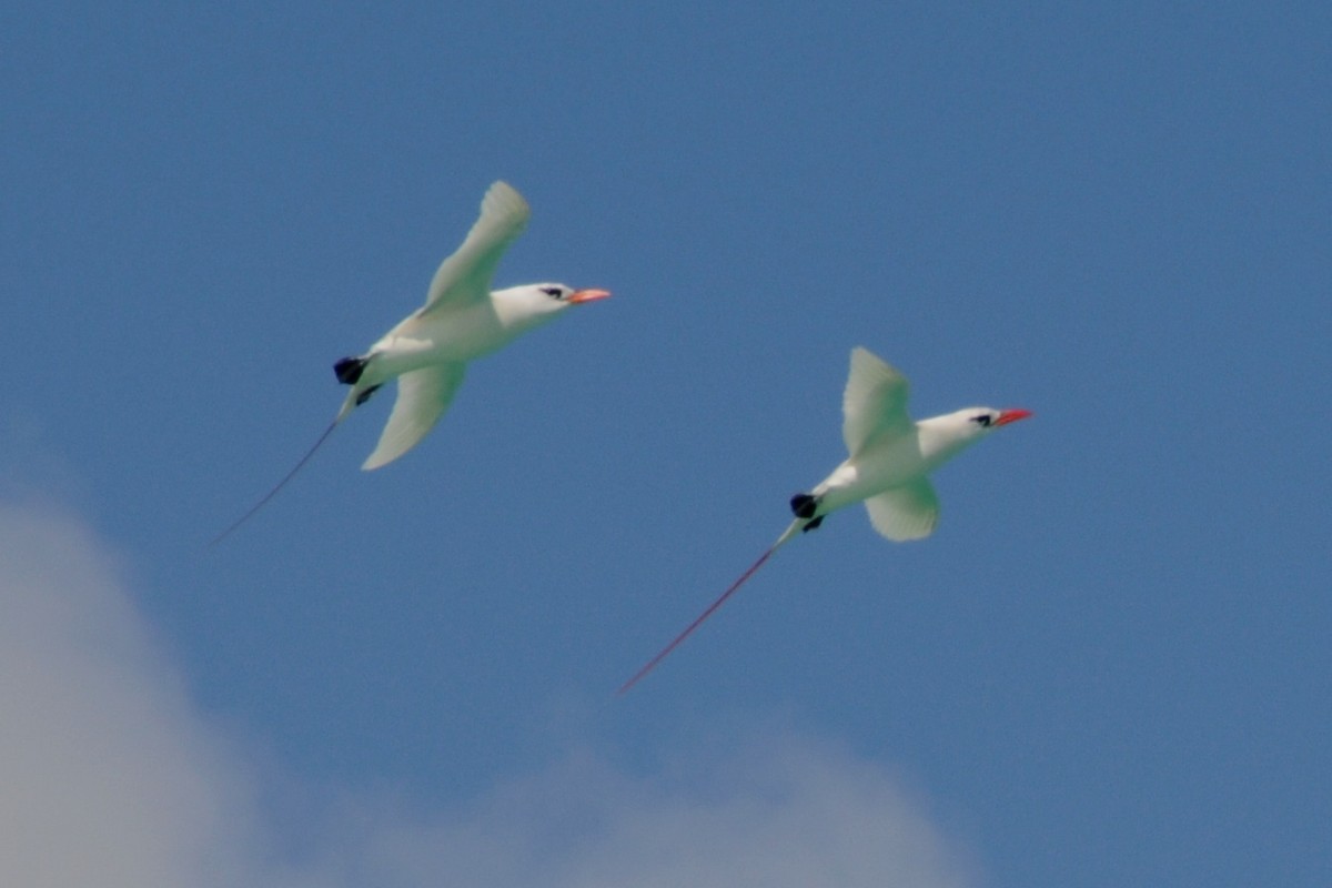 Red-tailed Tropicbird - ML35189411