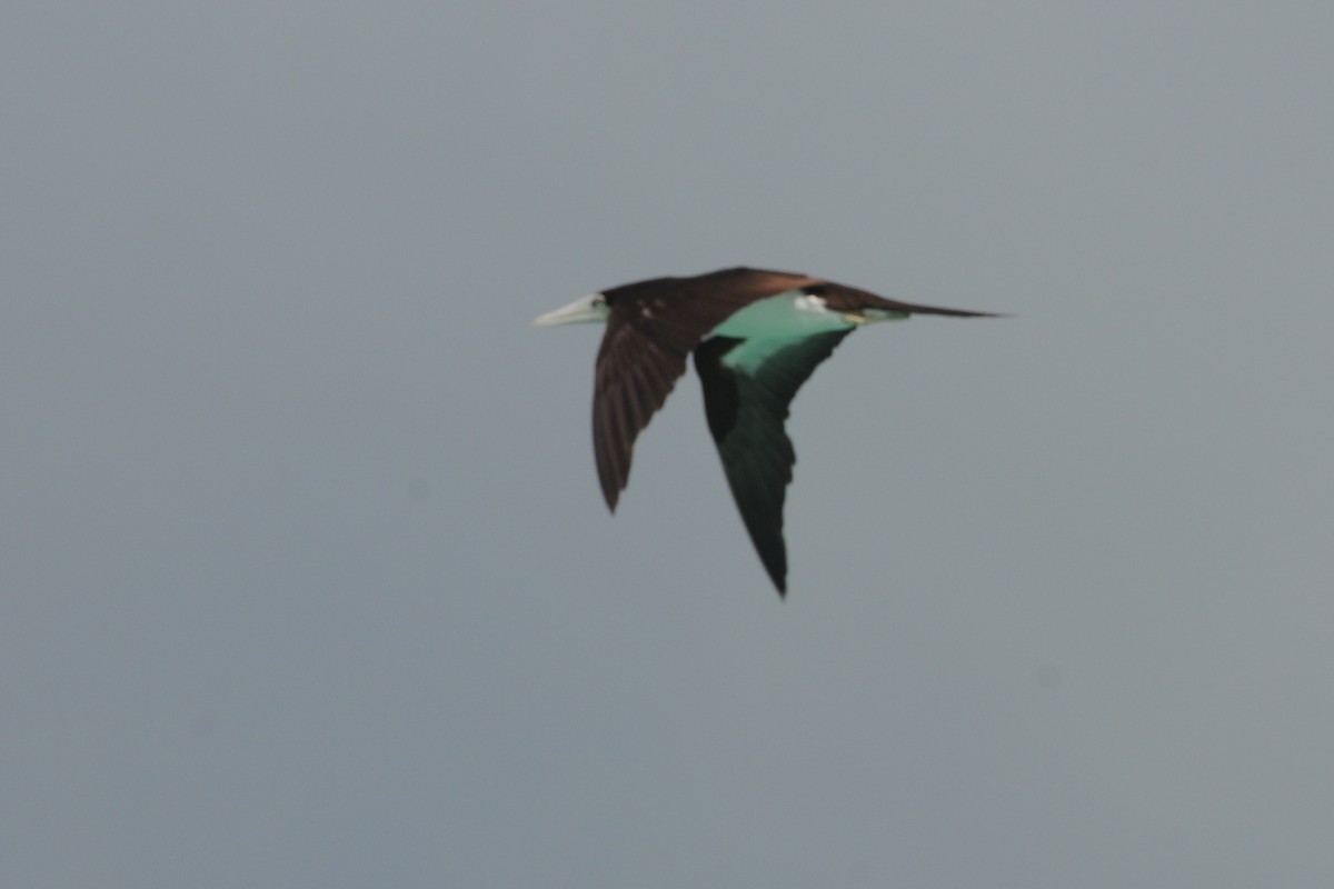 Brown Booby - ML35189501